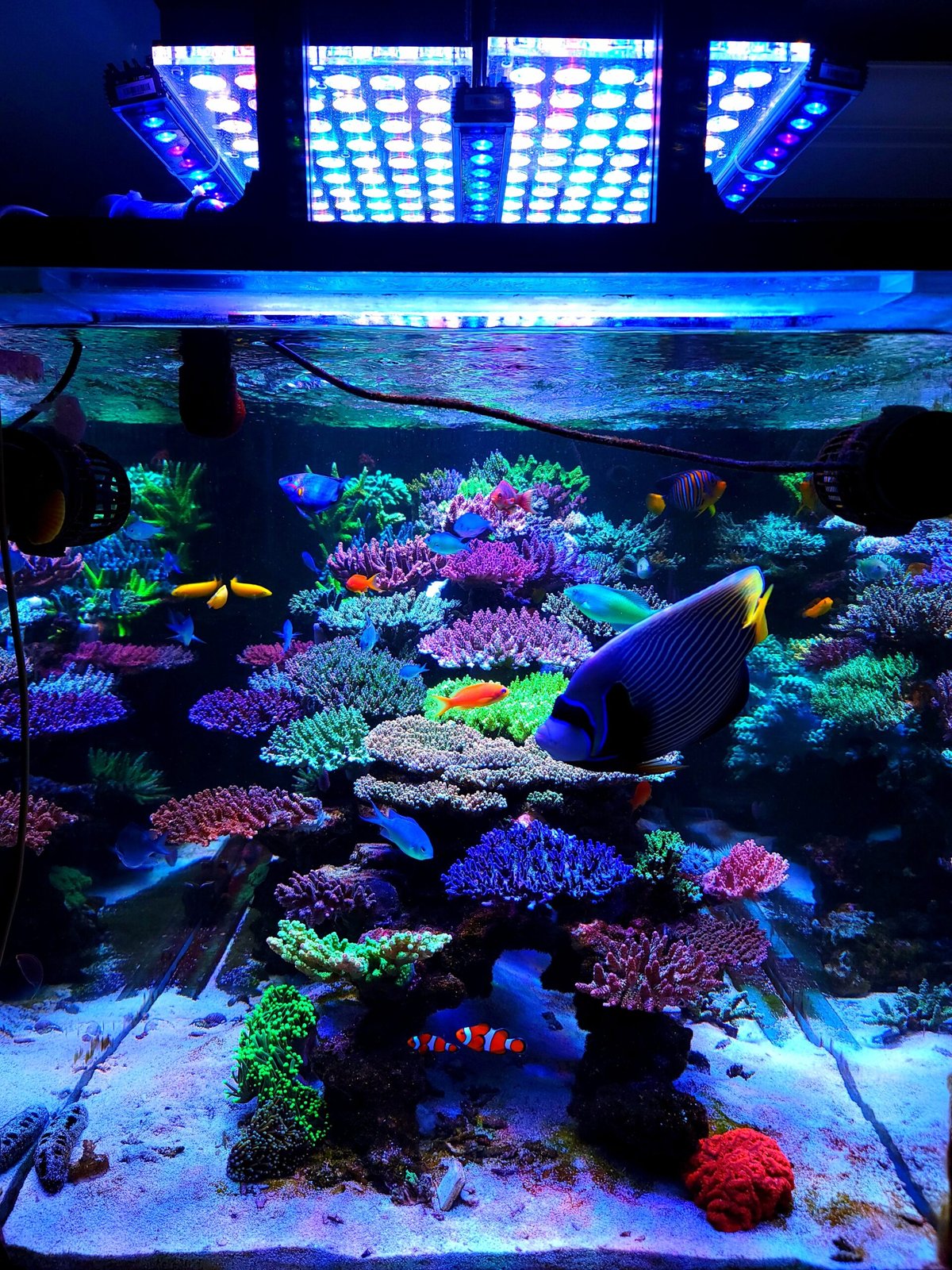 Lush coral reef tank inside a public aquarium with LED lighting highlighting diverse coral colors and tropical fish