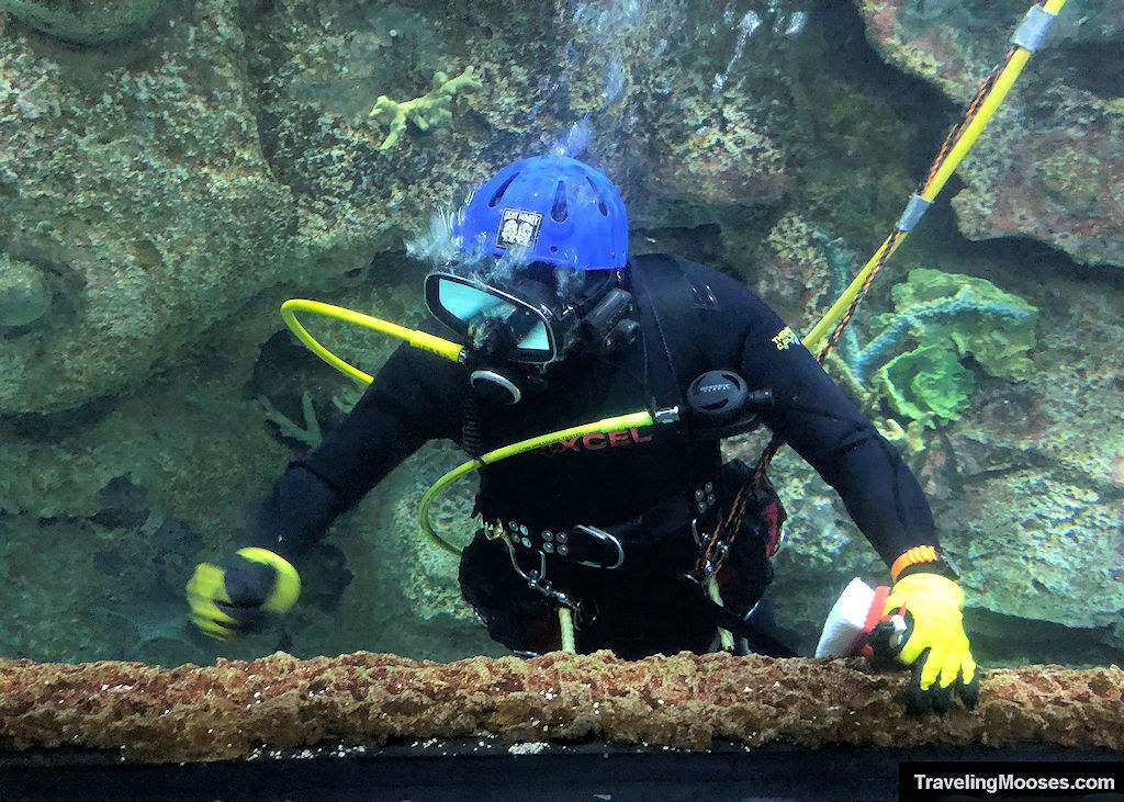 Professional aquarium diver in full gear working inside a large display tank surrounded by coral and tropical fish